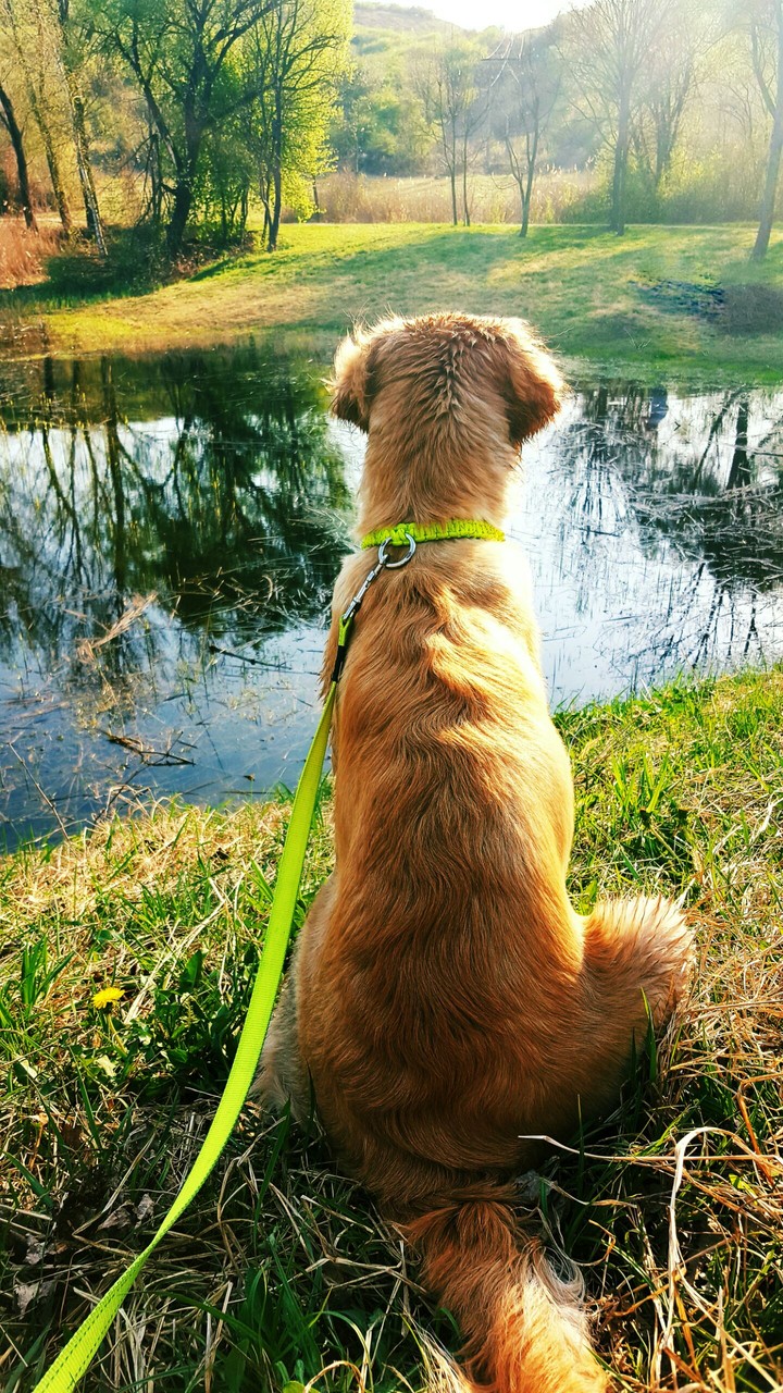 lakespring