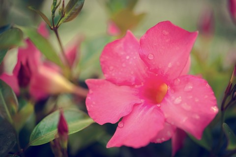hình nền shrub, flower