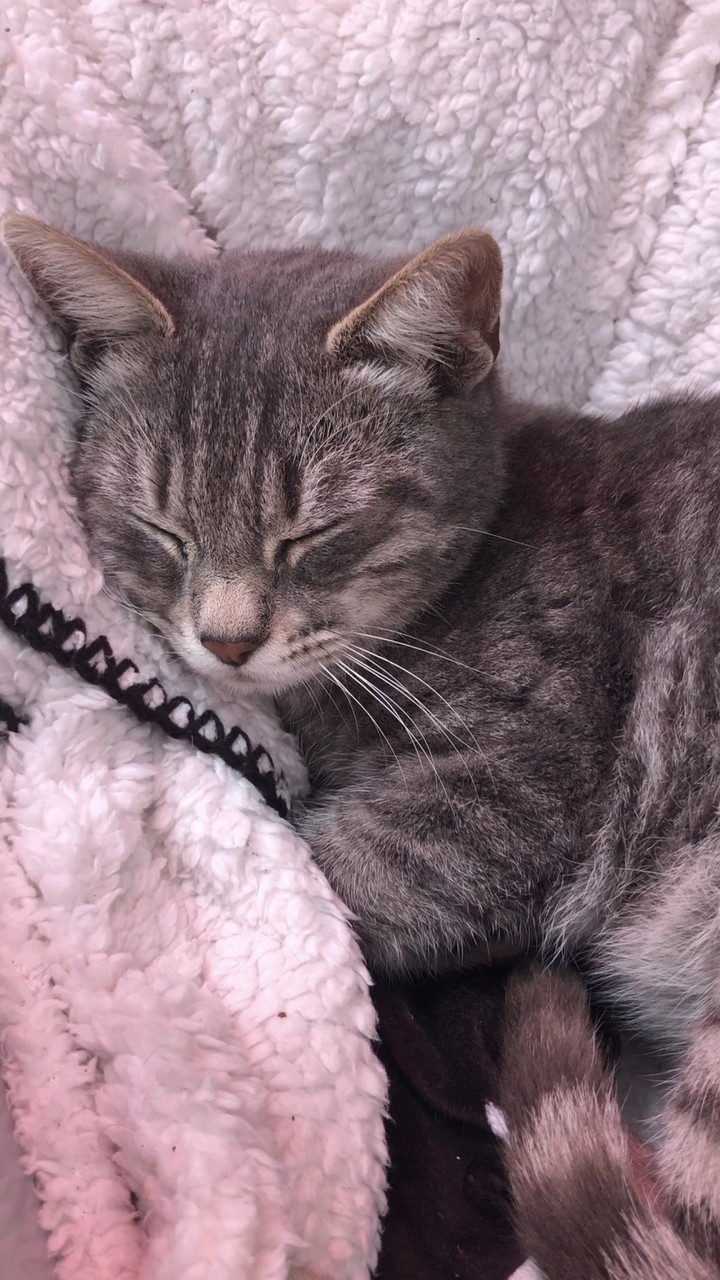 sleepy cat
