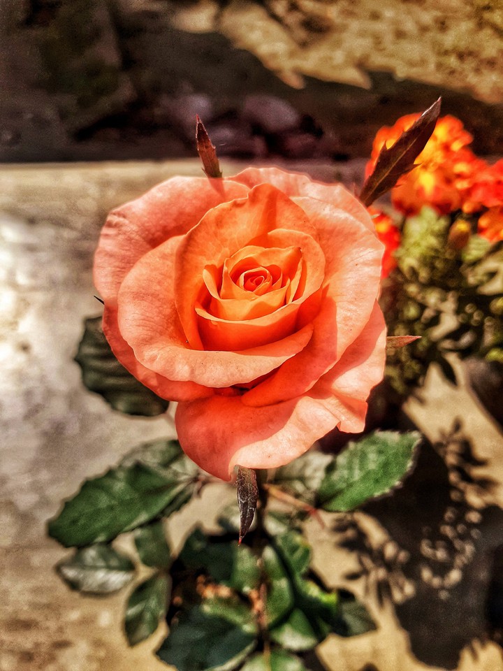 rose