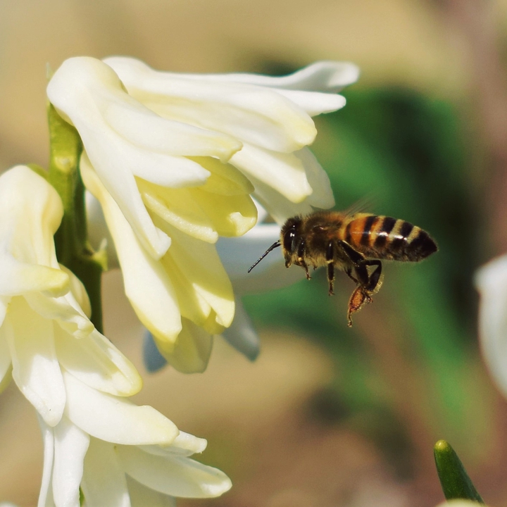worker bee (macro mode)
