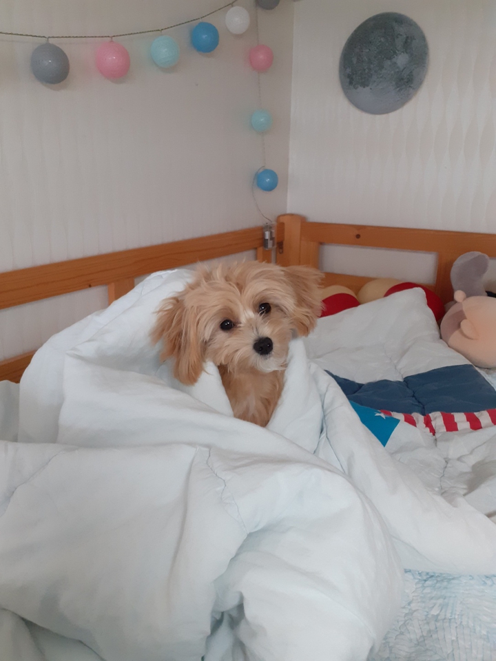 dog