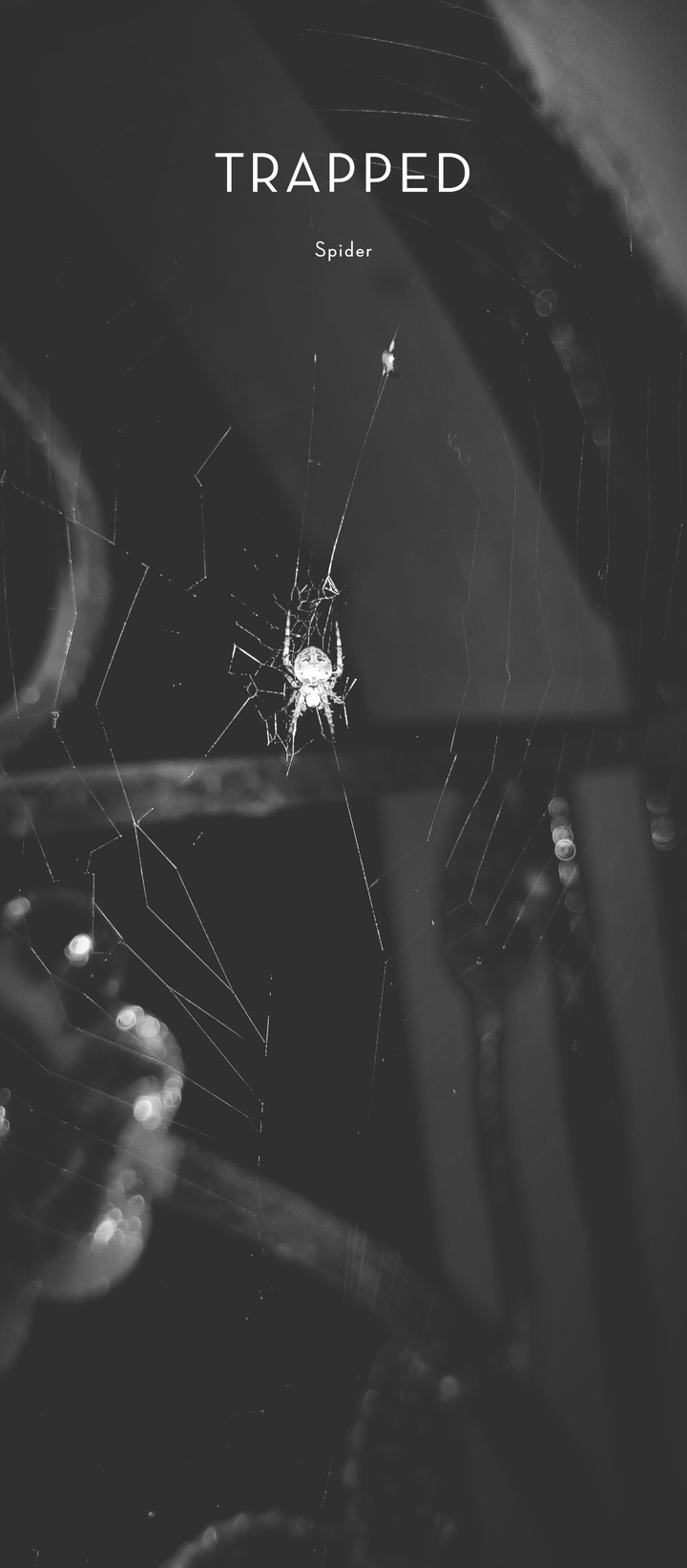 spider trap