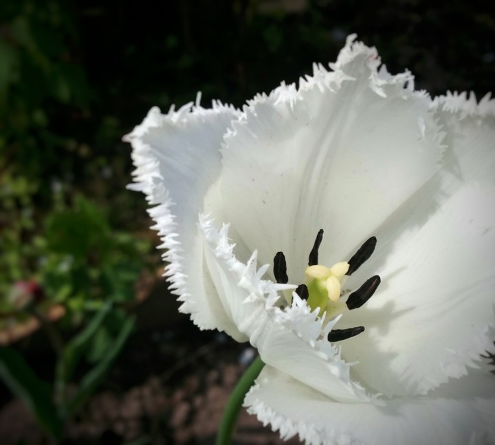 tulip