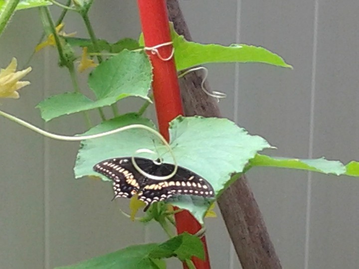 butterfly