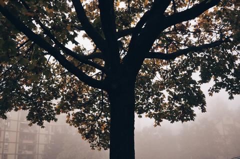 hình nền sky, twig