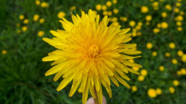 Sweet dandelions
