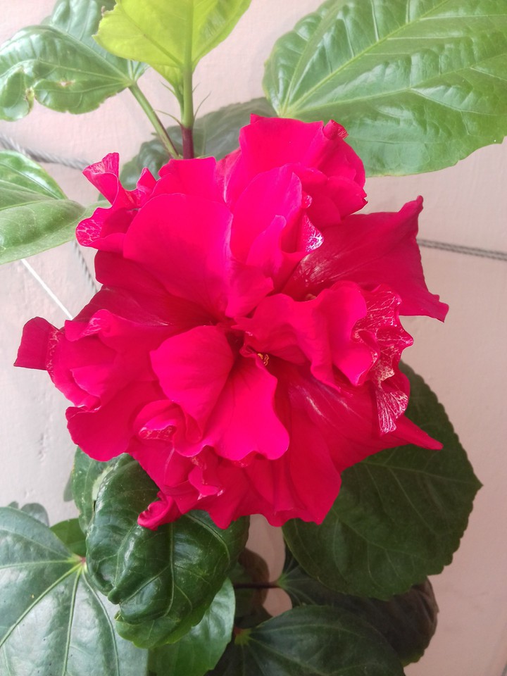hibiscus
