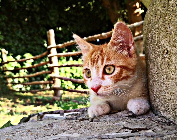 Dewey