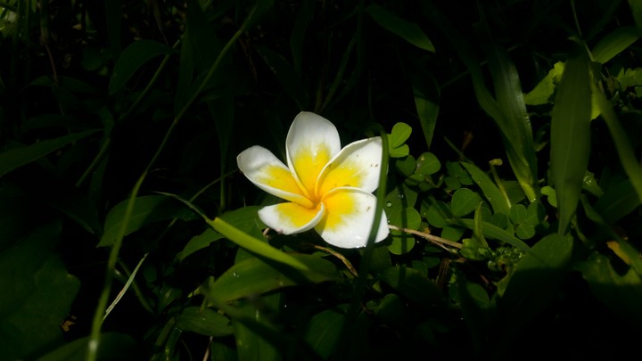 Natural Flower
