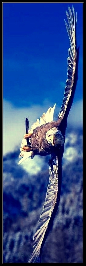 king of the sky