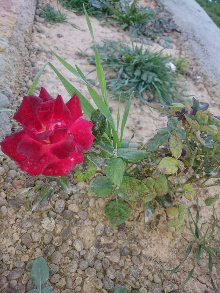 rose