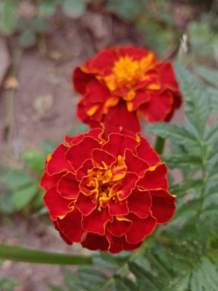 flowers