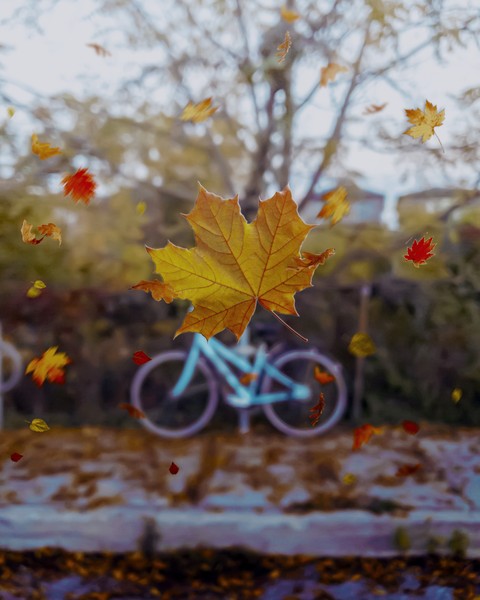 Wheel, fallenleaves duvar kağıtları