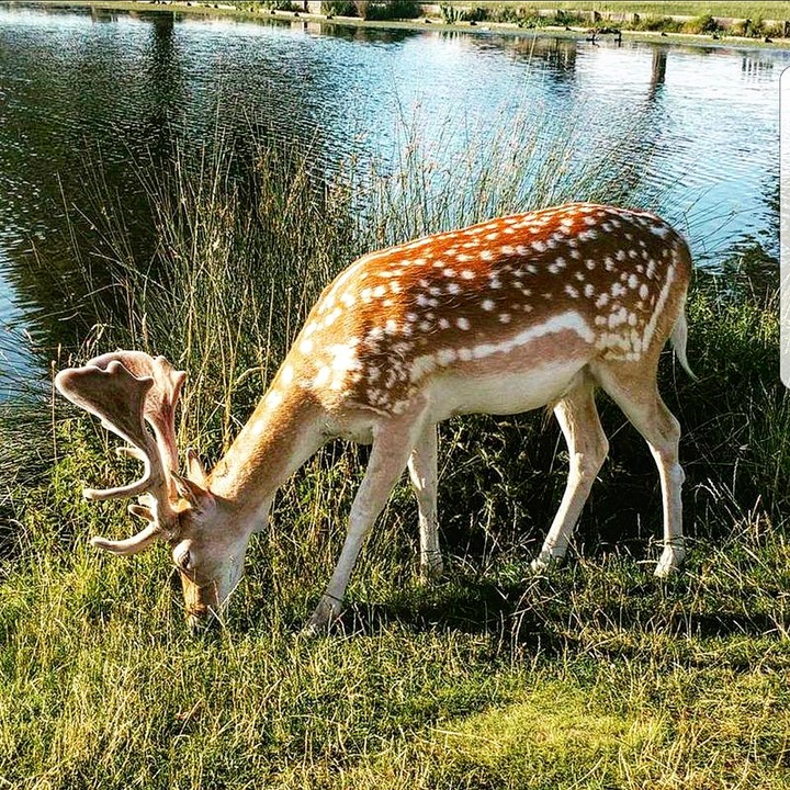 Buck Munching