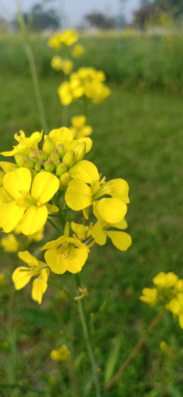 FLOWER 6