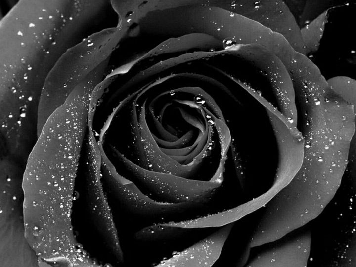 {Black Rose}