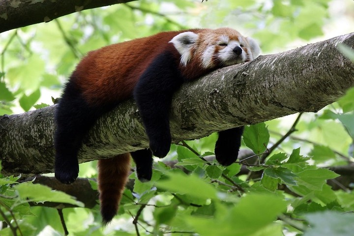 red panda