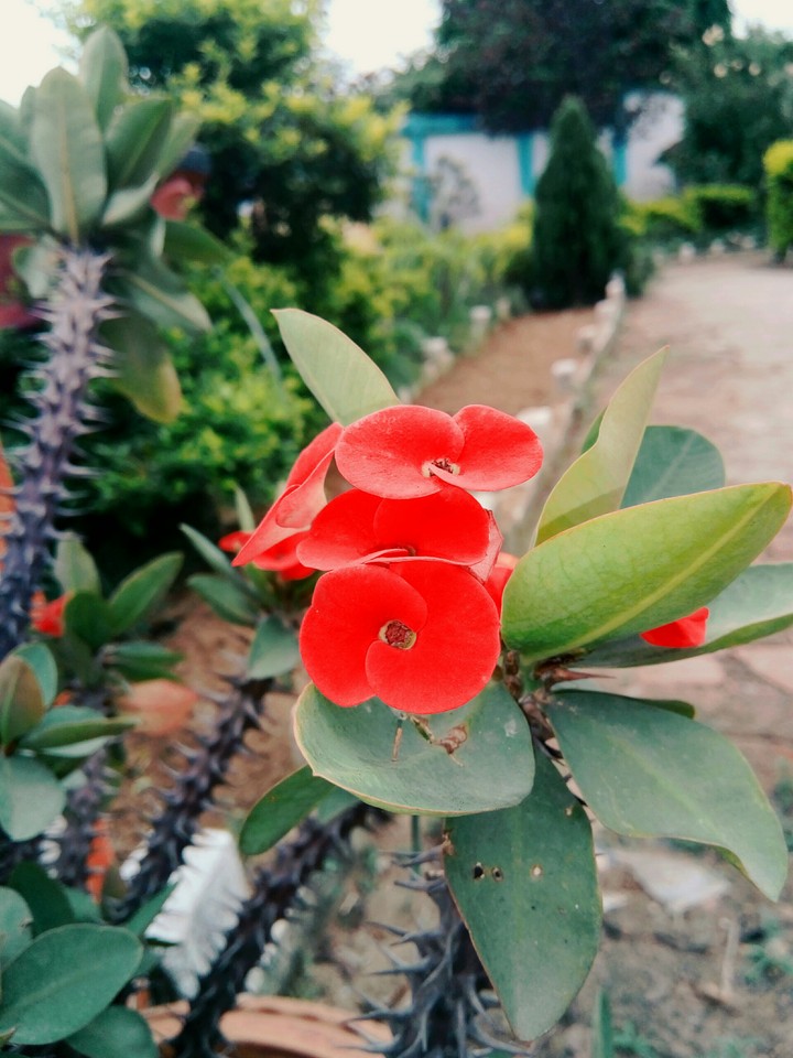 RedF