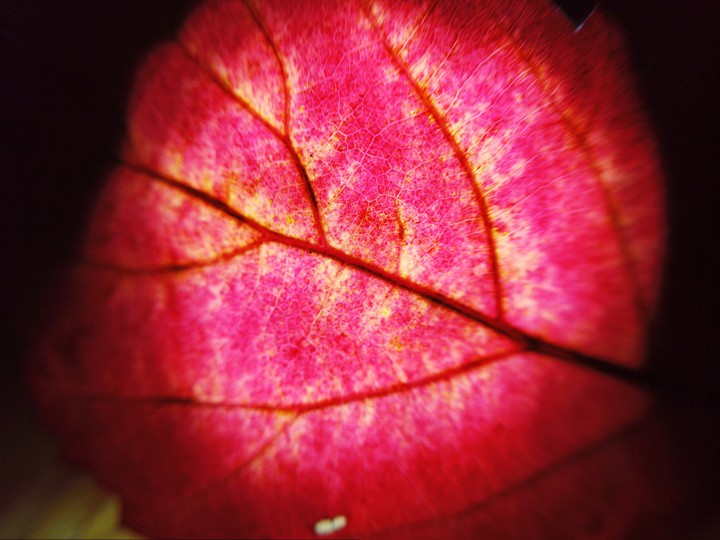 macro