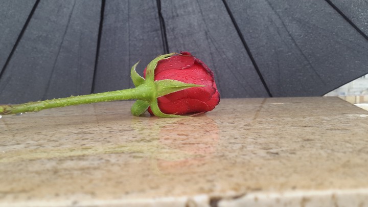 lovely day with a Rose, which expose the Love & Hate...