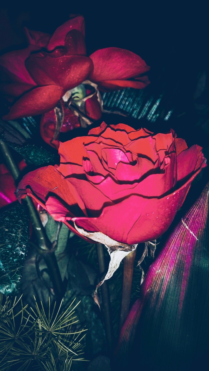good feeling of see the flowers!