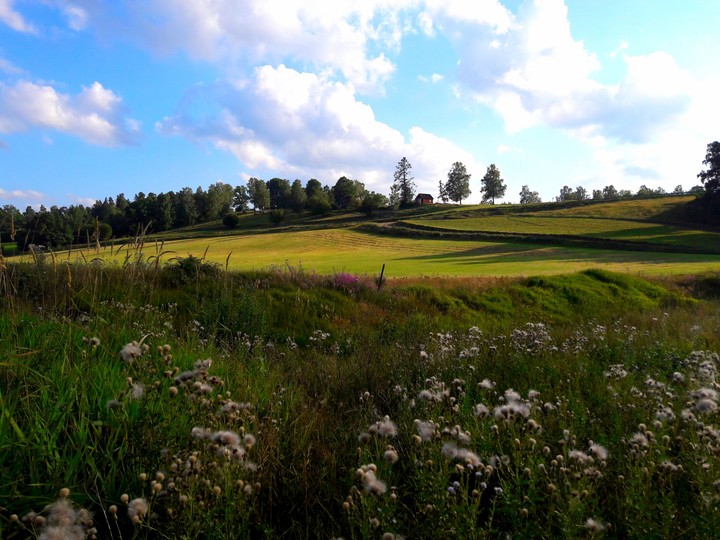 Field