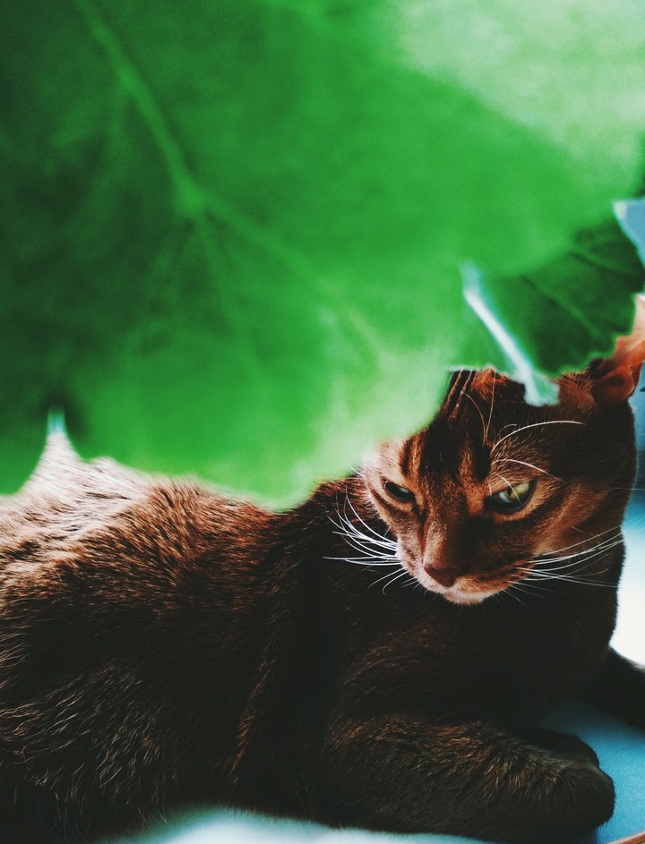 serious pretty cat
