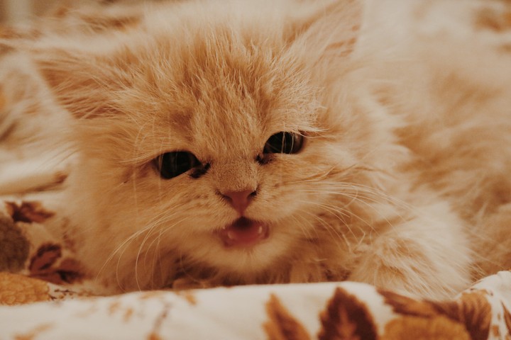 persian