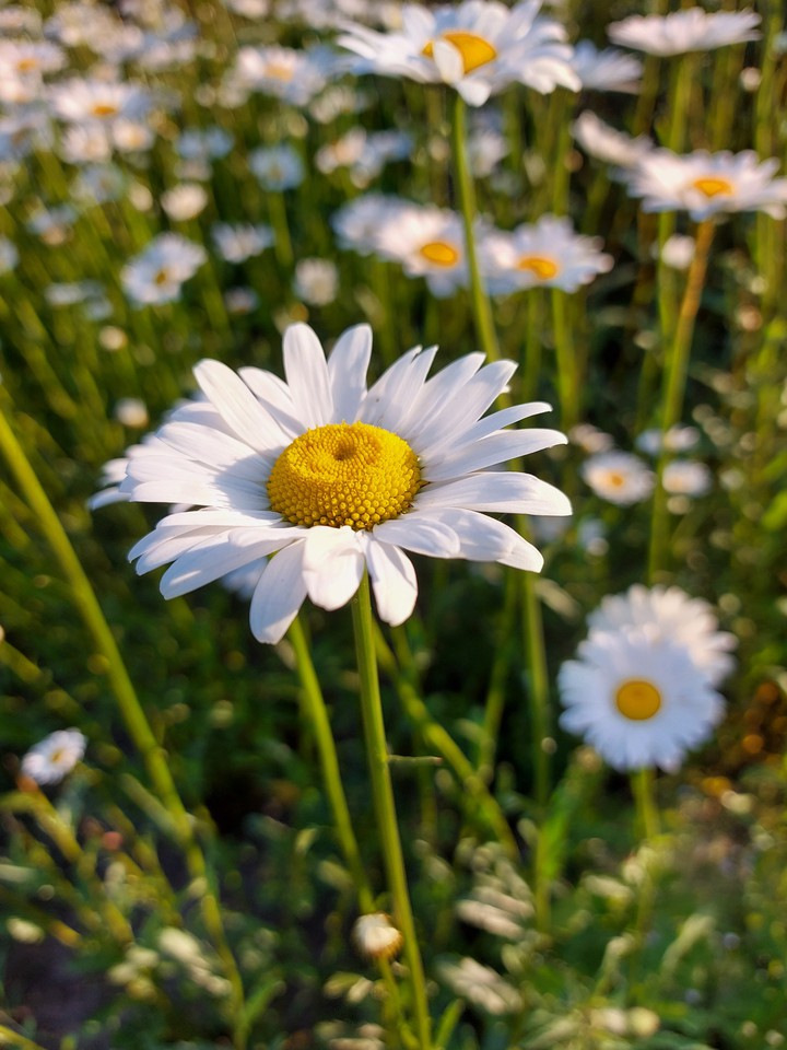 chamomile