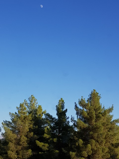 pine