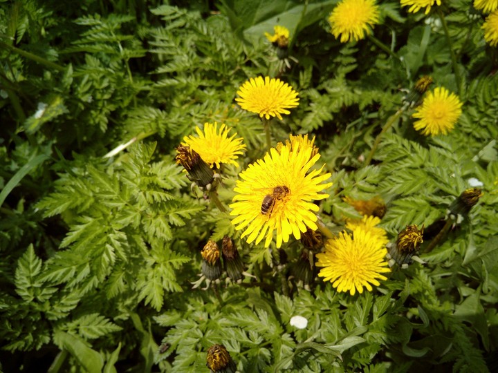 Bee in yellow flowers