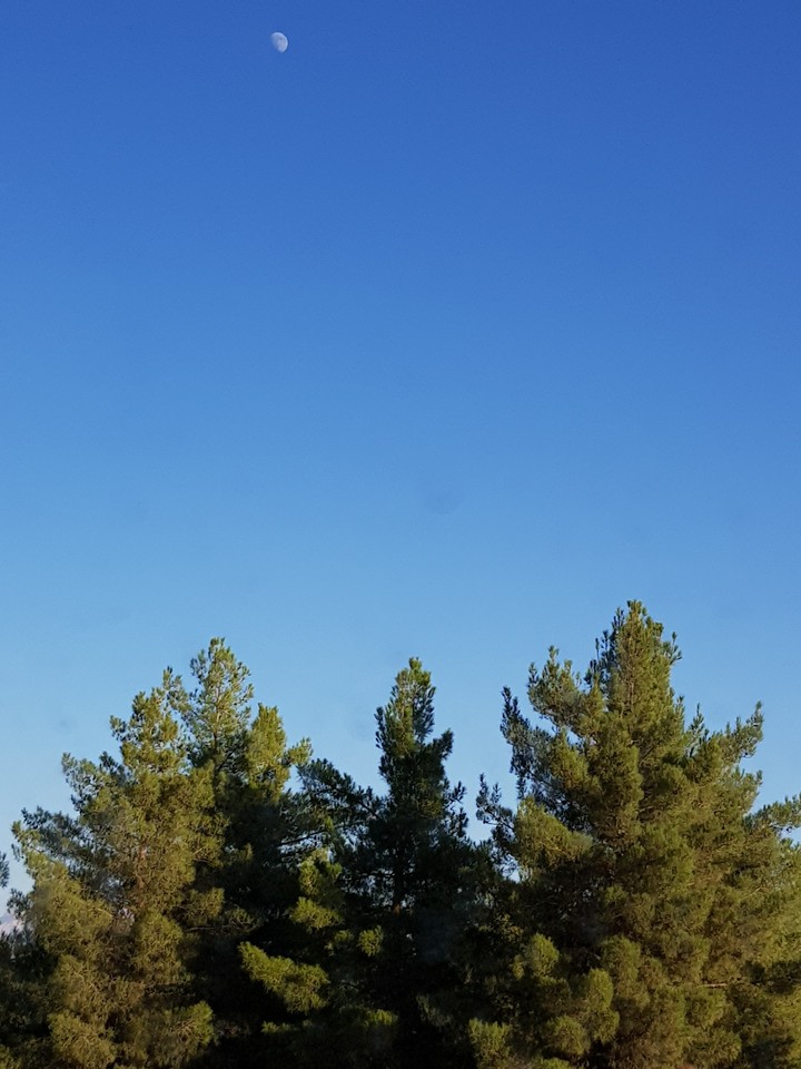 pine