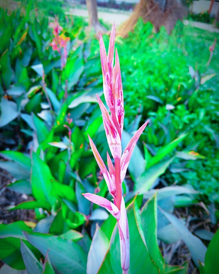 Beautiful click