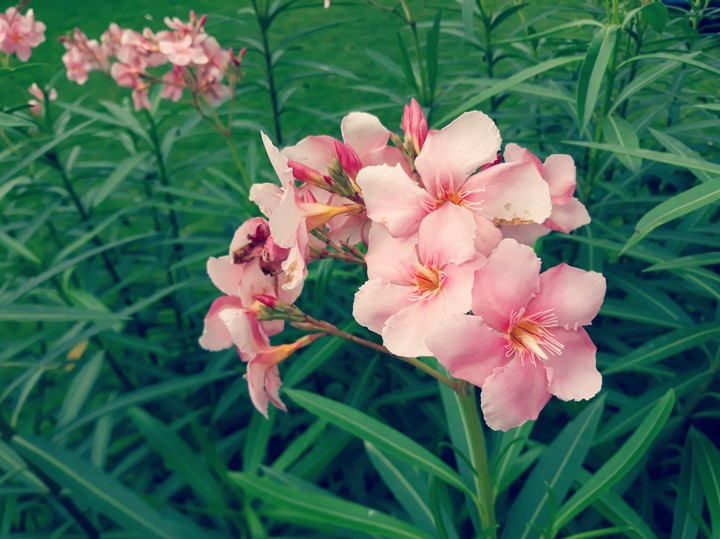Flowers