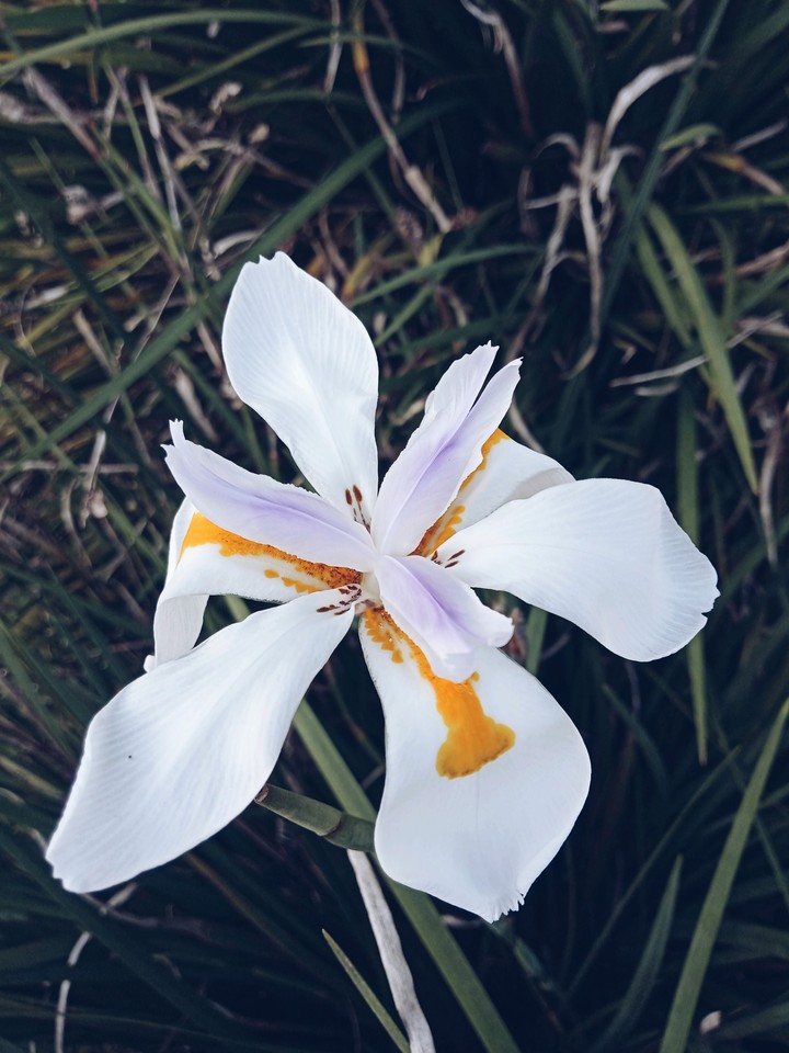 natureza 11