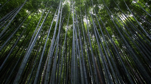 forest green tree bamboo