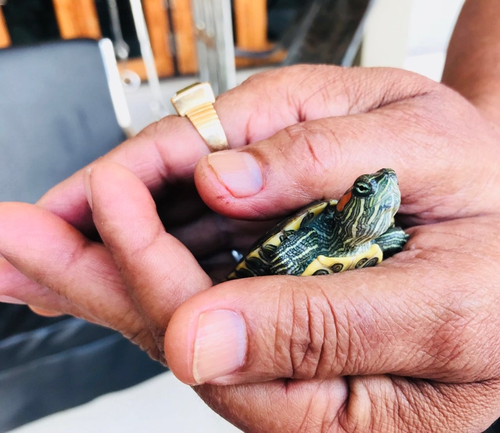 # turtle