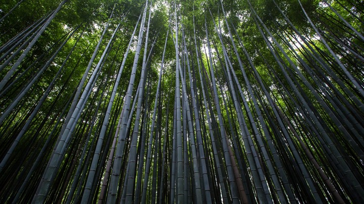 forest green tree bamboo