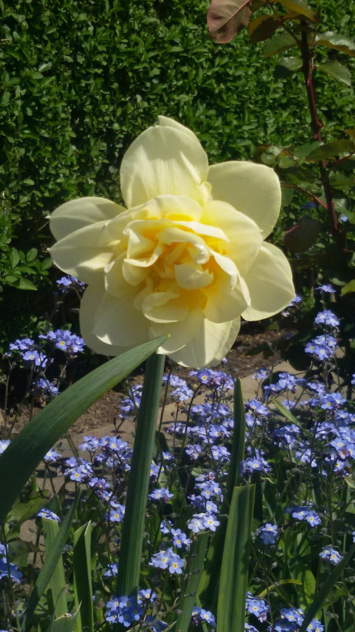yellow flower