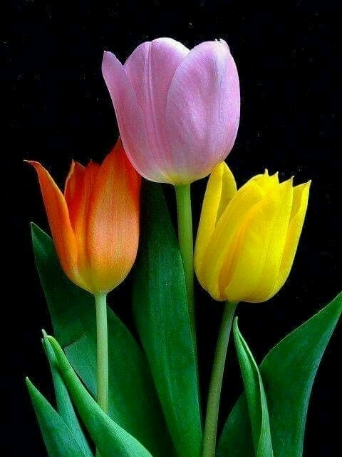 tulipa um sonho