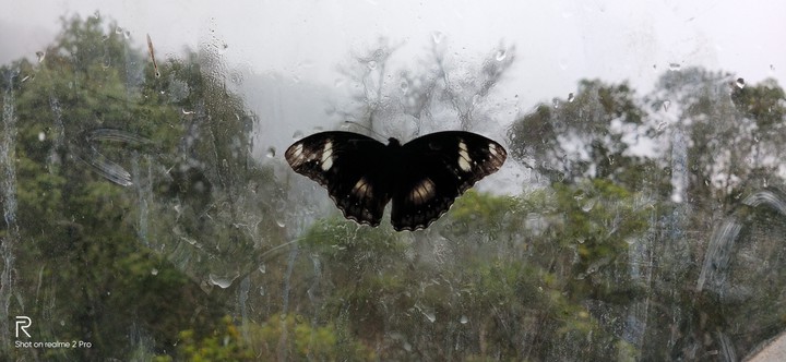 butterfly