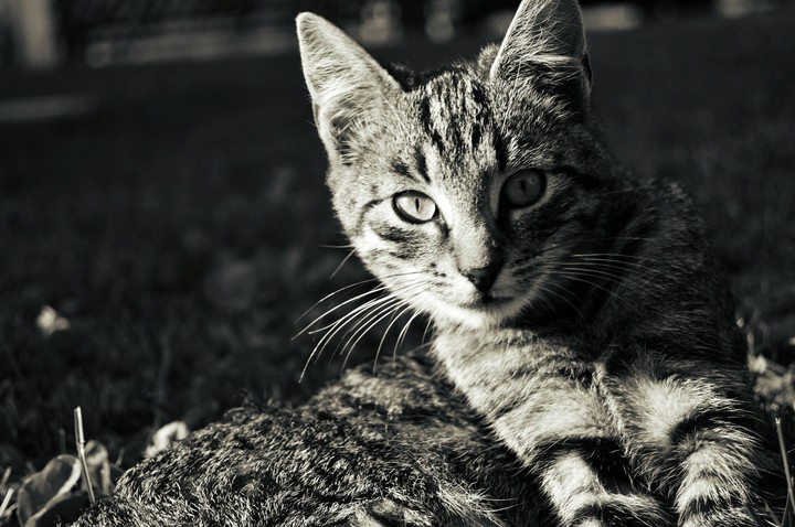 cat
