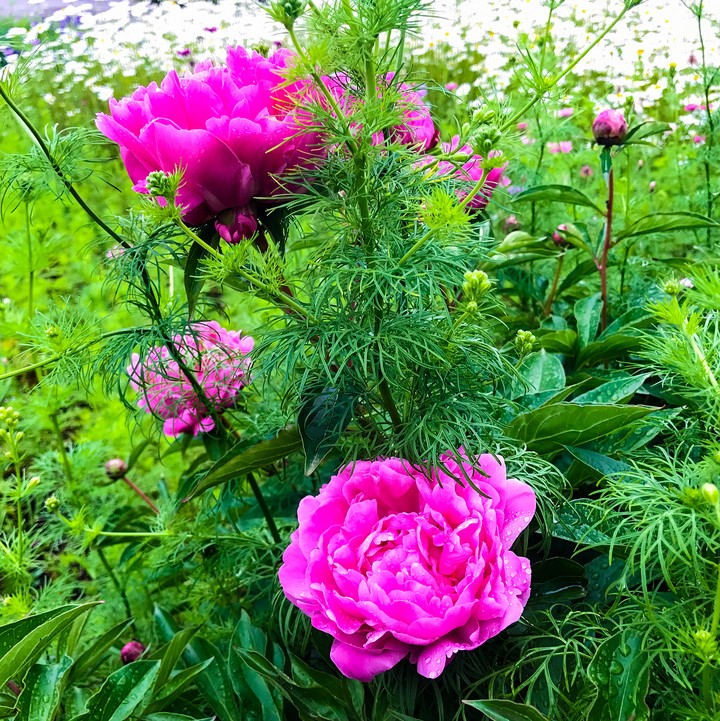 peony