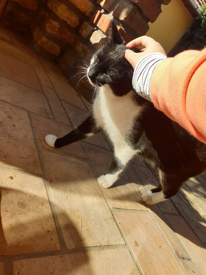 my lil cat(s)