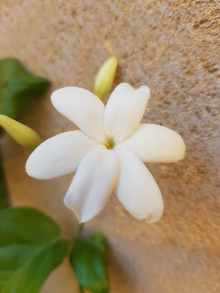 #flower