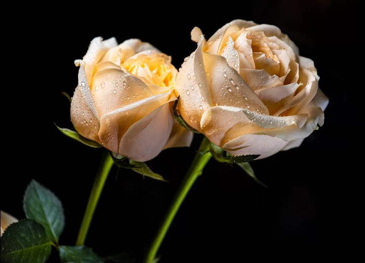 Roses