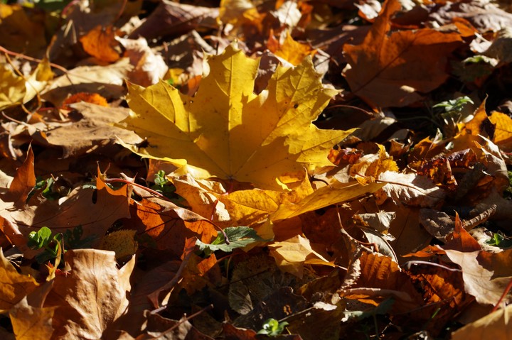 autumn