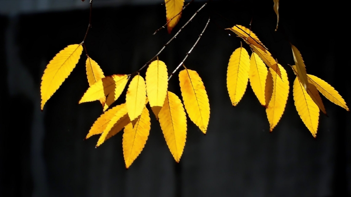 autumn leaf
