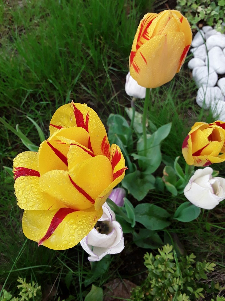 Flowers in the rain